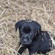 Black Labrador puppies