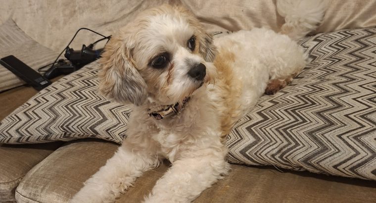 Bichon Maltese 2 year old female