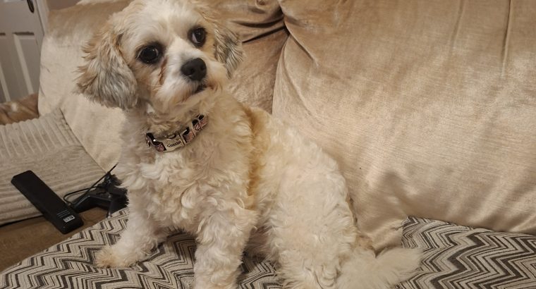 Bichon Maltese 2 year old female