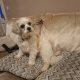 Bichon Maltese 2 year old female