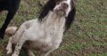 Old type English springer spaniel