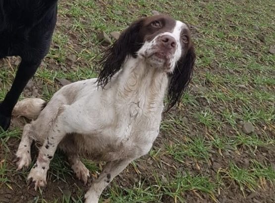 Old type English springer spaniel