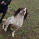 Old type English springer spaniel