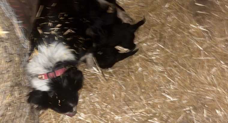 Sheepdog pups for sale