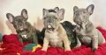 Beautiful French Bulldog puppies in Dublin – Born