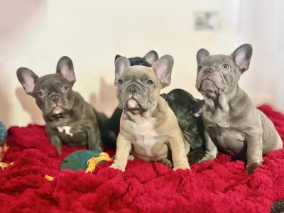 Beautiful French Bulldog puppies in Dublin – Born