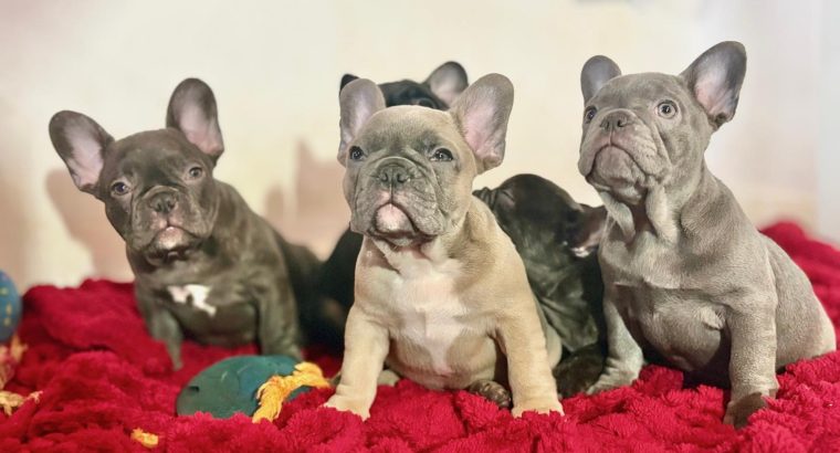 Beautiful French Bulldog puppies in Dublin – Born