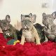 Beautiful French Bulldog puppies in Dublin – Born
