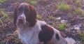 Old type English springer spaniel