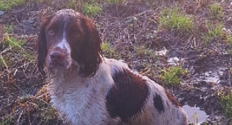Old type English springer spaniel