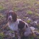 Old type English springer spaniel