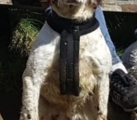Old type English springer spaniel