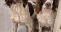 Old type English springer spaniel