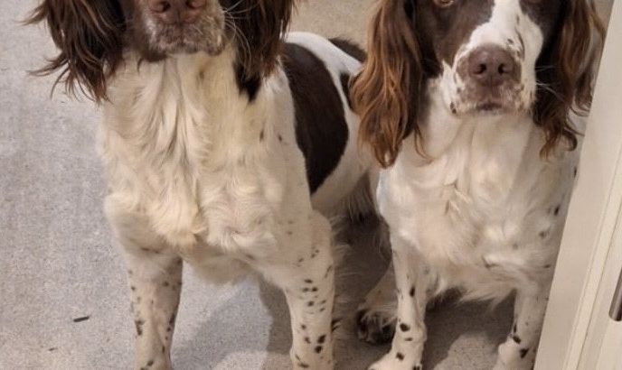 Old type English springer spaniel