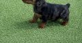 Miniature dachshund