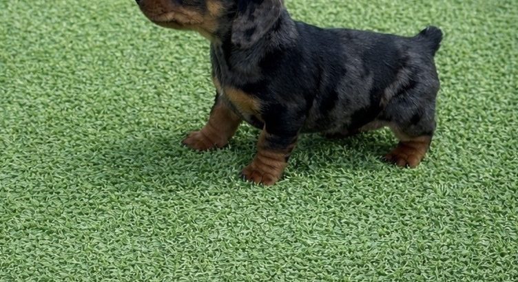 Miniature dachshund