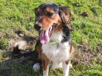 Cocker Spaniel/Collie Cross