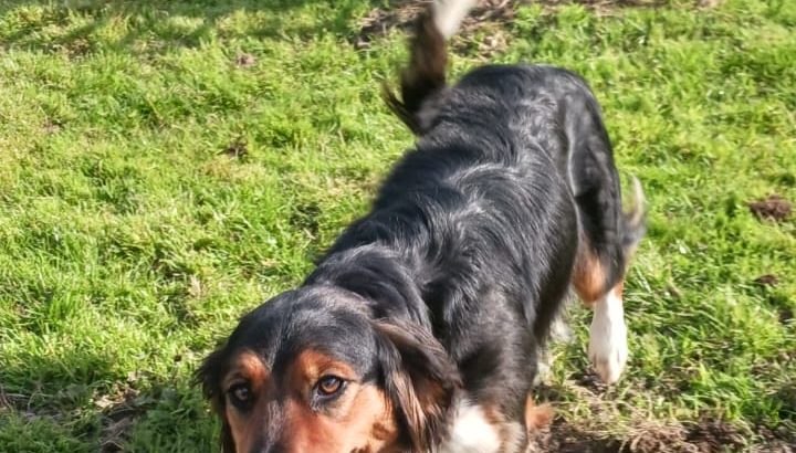 Cocker Spaniel/Collie Cross
