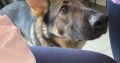 4 year old German Shepard