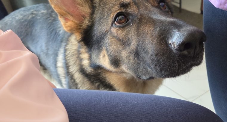 4 year old German Shepard