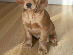 Golden cocker spaniel puppies