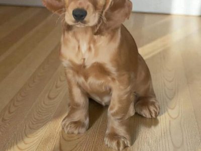 Golden cocker spaniel puppies
