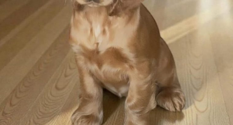 Golden cocker spaniel puppies