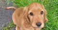 Golden cocker spaniel puppies