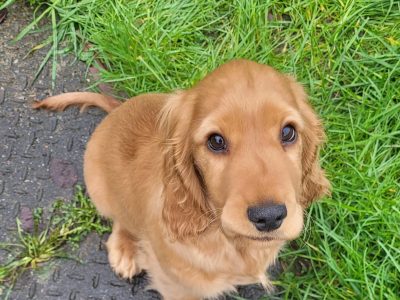 Golden Cocker Spaniel Puppies in Galway