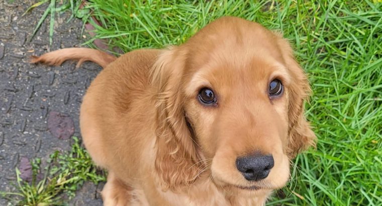 Golden cocker spaniel puppies