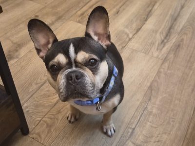 Affectionate French Bulldog in Ballykelly