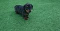 Miniature dachsund male