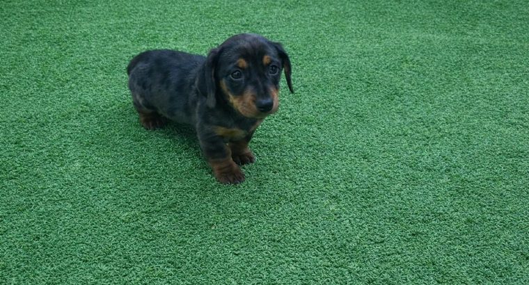 Miniature dachsund male