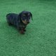 Miniature dachsund male