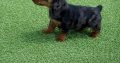 Miniature dachsund male