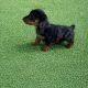 Miniature dachsund male