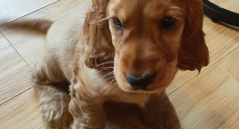 Golden cocker spaniel puppies