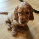 Golden cocker spaniel puppies