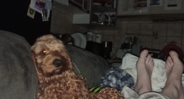 Two year old cockerapoogle for sale