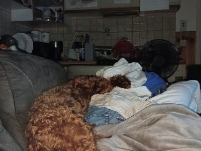 Two year old cockerapoogle for sale