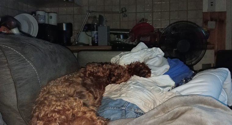 Two year old cockerapoogle for sale