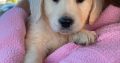 Golden retriever pup