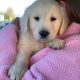 Golden retriever pup