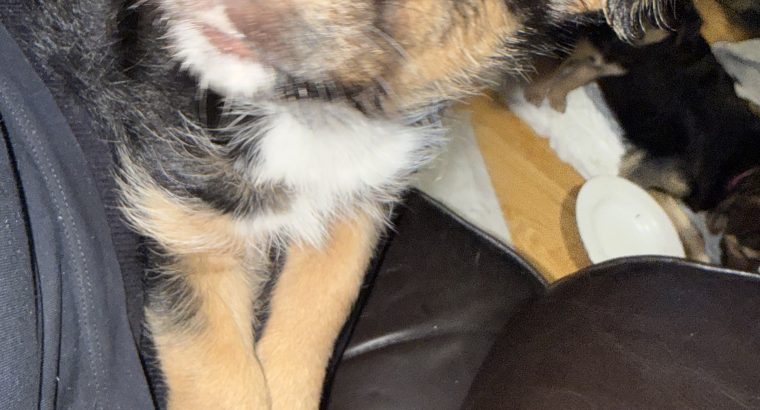 Terrier cross looking for new home