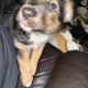 Terrier cross looking for new home