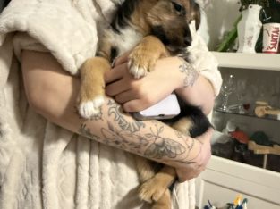 Terrier cross looking for new home