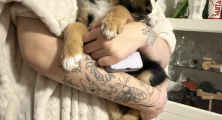 Terrier cross looking for new home