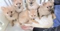 Beautiful Pomeranian puppies