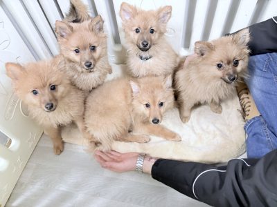 Beautiful Pomeranian puppies