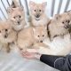 Beautiful Pomeranian puppies